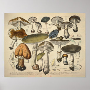 Póster Vintage 1831 Mushroom Variety Green Brown Impress