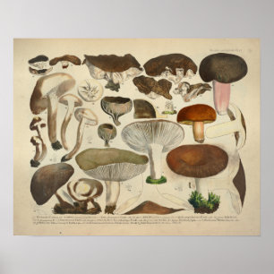 Póster Vintage 1831 Mushroom Variety Green Brown Impressã