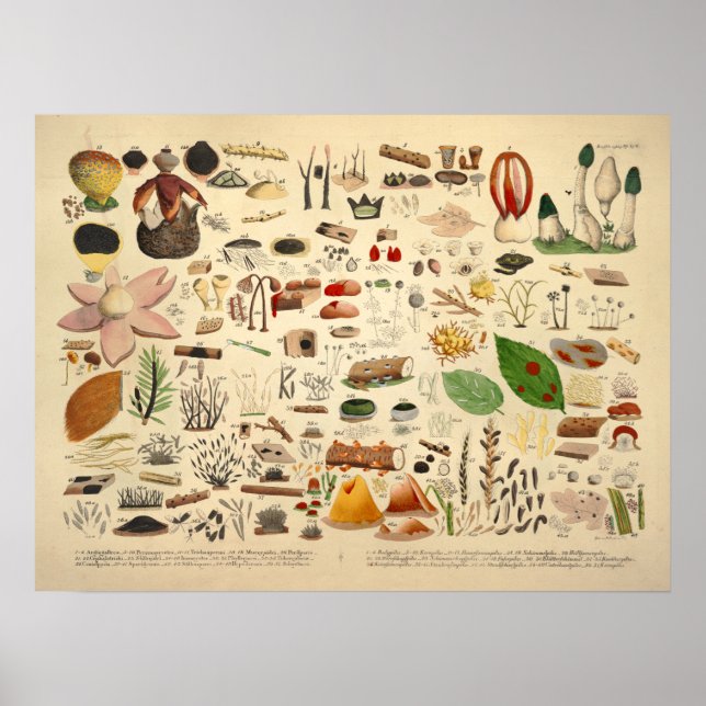 Póster Vintage 1831 Mushroom Variety Green Yellow Impress (Frente)
