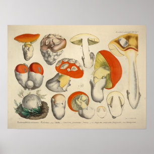 Poster Vintage 1831 Mushroom Variety Orange Yellow Impres