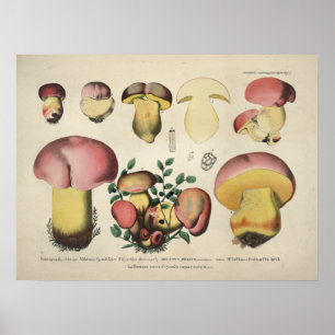 Poster Vintage 1831 Mushroom Variety Pink Yellow Impressã