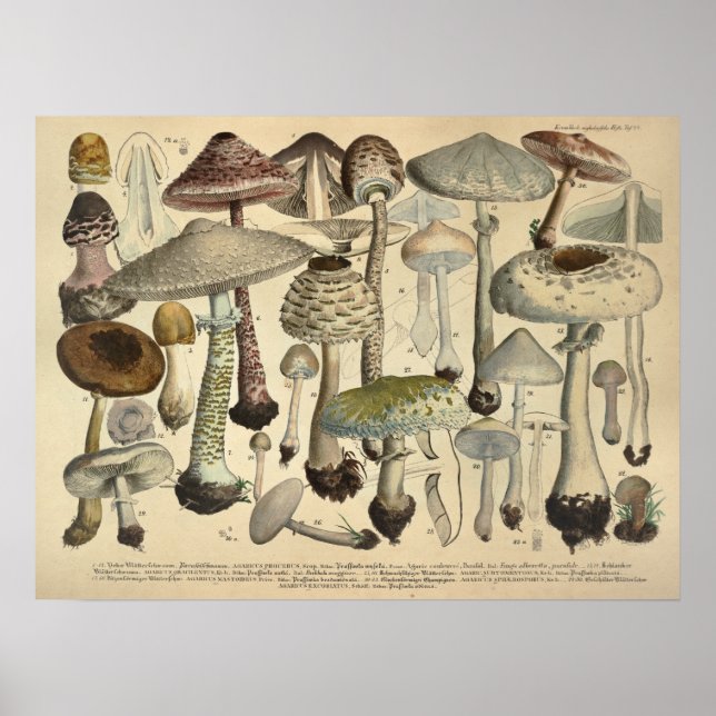 Póster Vintage 1831 Mushroom Variety White Brown Impressã (Frente)