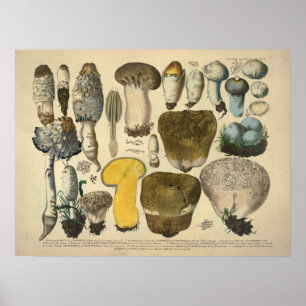 Póster Vintage 1831 Mushroom Variety Yellow Brown Impress