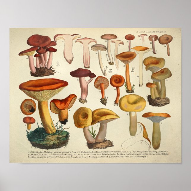 Póster Vintage 1831 Mushroom Variety Yellow Brown Impress (Frente)