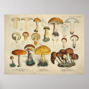 Póster Vintage 1831 Mushroom Variety Yellow Brown Impress