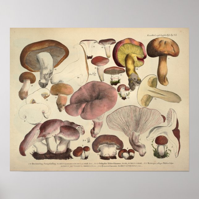 Póster Vintage 1831 Mushroom Variety Yellow Brown Impress (Frente)