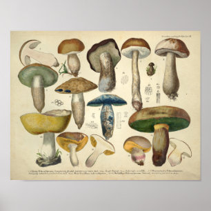 Poster Vintage 1831 Mushroom Variety Yellow Green Impress