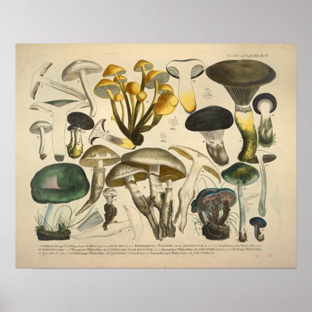 Póster Vintage 1831 Mushroom Variety Yellow Green Impress (Frente)