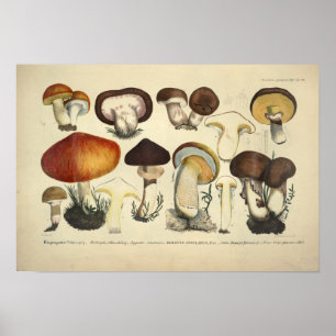 Poster Vintage 1831 Mushroom Variety Yellow Red Impressã