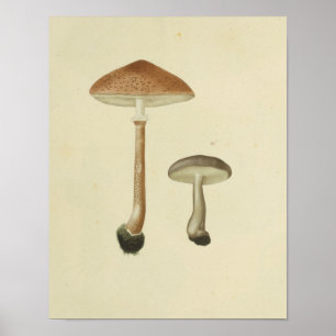 Póster Vintage 1841 Cogumelos Boné castanhos