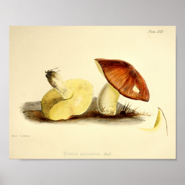 Poster Vintage 1855 Cogumelos Brown Boné (Frente)