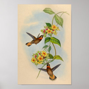 Póster Vintage 1861 Fawn-tailed Hummingbird Print