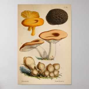 Póster Vintage 1863 Cogumelos Boné Amarelo castanho Impre