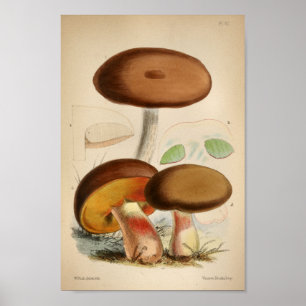 Póster Vintage 1863 Cogumelos Boné castanhos