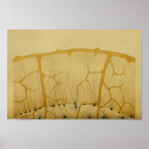 Poster Vintage 1886 Sistema Nervoso Central