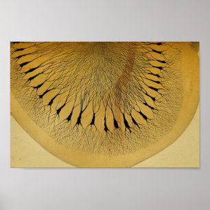 Poster Vintage 1886 Sistema Nervoso Central