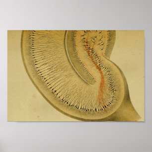 Póster Vintage 1886 Sistema Nervoso Central