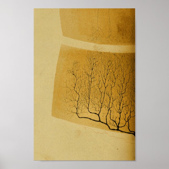 Póster Vintage 1886 Sistema Nervoso Central (Frente)