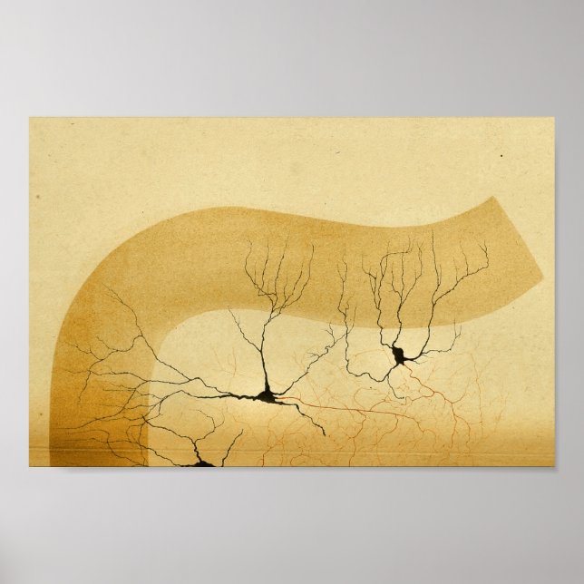 Poster Vintage 1886 Sistema Nervoso Central (Frente)