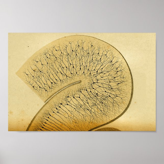 Póster Vintage 1886 Sistema Nervoso Central (Frente)