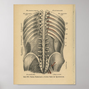 Póster Vintage 1888 Anatomia alemã Nervos espinhais Impre