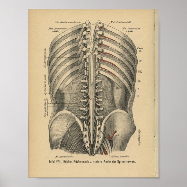 Póster Vintage 1888 Anatomia alemã Nervos espinhais Impre (Frente)