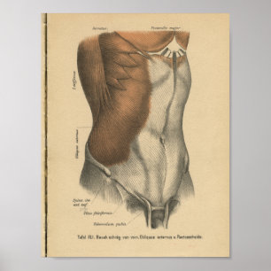 Póster Vintage 1888 German Anatomy Print Abdomen
