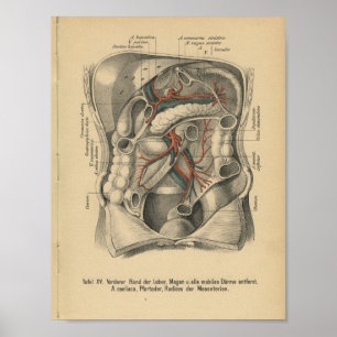 Poster Vintage 1888 German Anatomy Print Abdomen