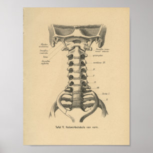 Póster Vintage 1888 German Anatomy Print Cervical Spine