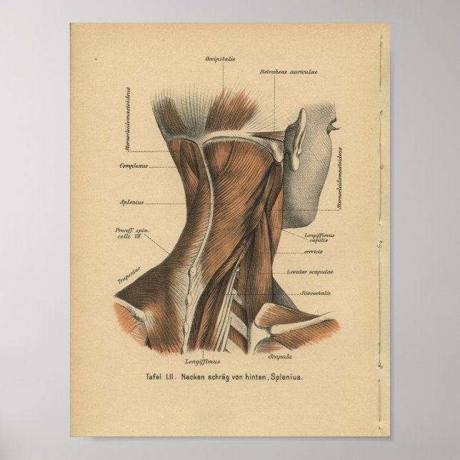 Póster Vintage 1888 Músculos do Pescoço da Anatomia Alemã (Frente)