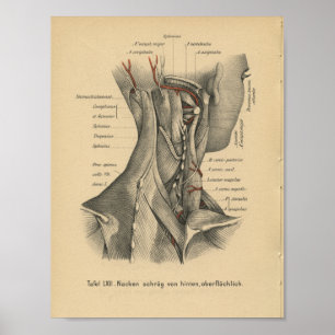Póster Vintage 1888 Músculos do Pescoço da Anatomia Alemã