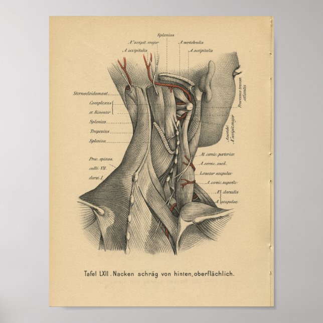 Póster Vintage 1888 Músculos do Pescoço da Anatomia Alemã (Frente)