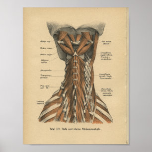 Póster Vintage 1888 Músculos do Pescoço da Anatomia Alemã