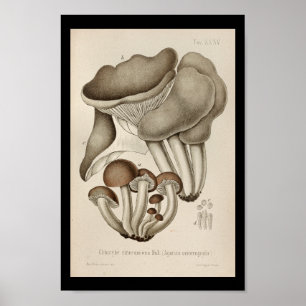 Póster Vintage 1899 Cogumelos Brown Boné
