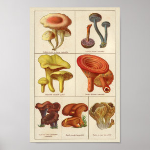 Poster Vintage 1900 Mushroom Variety Orange Yellow Impres