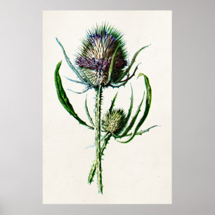 Poster Vintage 1902 Old Scottish Thistle Wild Flower