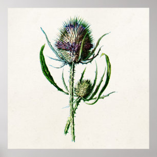 Póster Vintage 1902 Old Scottish Thistle Wild Flower