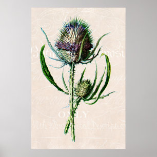 Póster Vintage 1902 Scottish Thistle Old Wild Flower