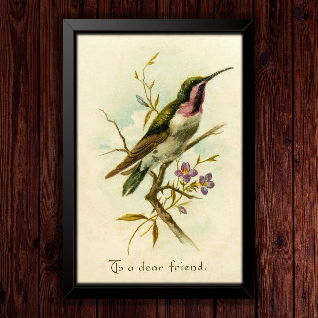 Poster Vintage, 1908, Amizade do Hummingbird Estrela Mexi (Criador carregado)