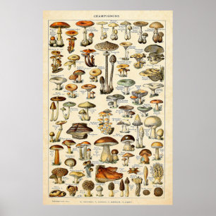 Poster Vintage 1909 Cogumelos Arte de Adolphe Millot