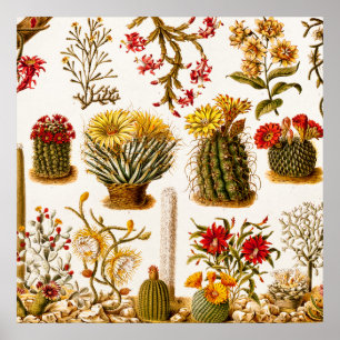 Poster Vintage 1911 Flor De Cactus Ilustração Floral Anti