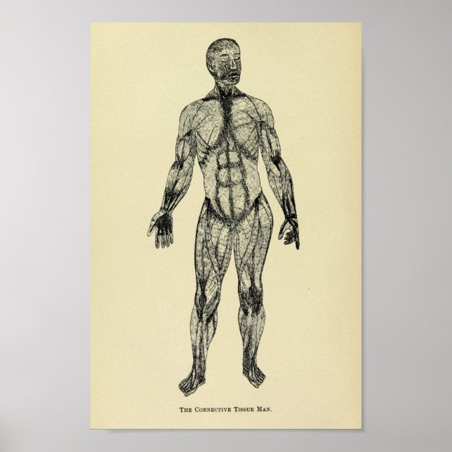 Póster Vintage 1920 Connective Tissue Anatomy Art Impress (Frente)
