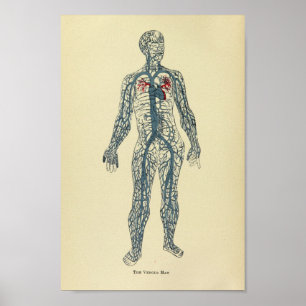 Póster Vintage 1920 Veins Anatomy Art Print