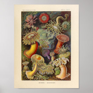 Póster Vintage Actiniae Color Ernst Haeckel Art Impressã