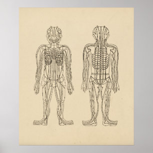 Póster Vintage Acupuncture Meridian Pathways points