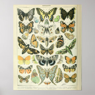 Poster Vintage Adolphe Millot Print Butterflies Pattern-A