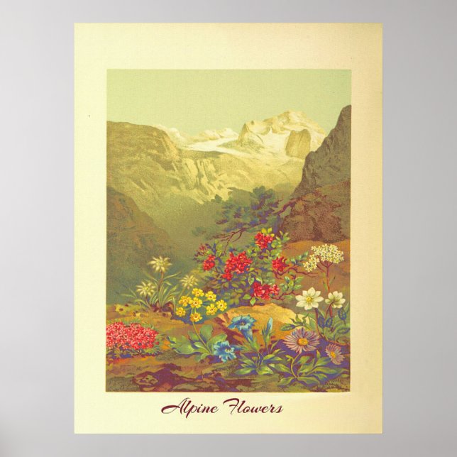 Poster Vintage Alpina Flowers Art (Frente)