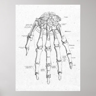 Poster vintage Anatomia Antiquada dos Ossos da Mão