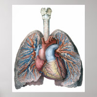 Vintage Anatomia Humana Pulga Sangue de Órgãos Car