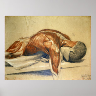 Póster Vintage Anatomy Charles Landseer